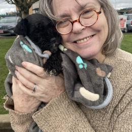 Placed.    Poppy.   3 black only female with white peanut marking on chest - Black female Miniature Schnauzer puppy in Ravensdale, Washington from Serenity Schnauzers