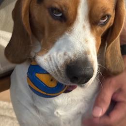 Winston - Beagle