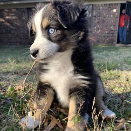 Miniature Australian Shepherds and Toy Australian Shepherds from Goading Glee Glade