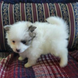 Dash - Tri-colored male Pomeranian puppy in Bellevue, Iowa from Fluffy Wonders Poms and Doodles