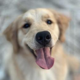 Athena  - Golden Retriever