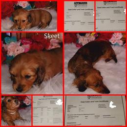 Dachshund Puppies from CLARK'S BREEDING PROGRAM
