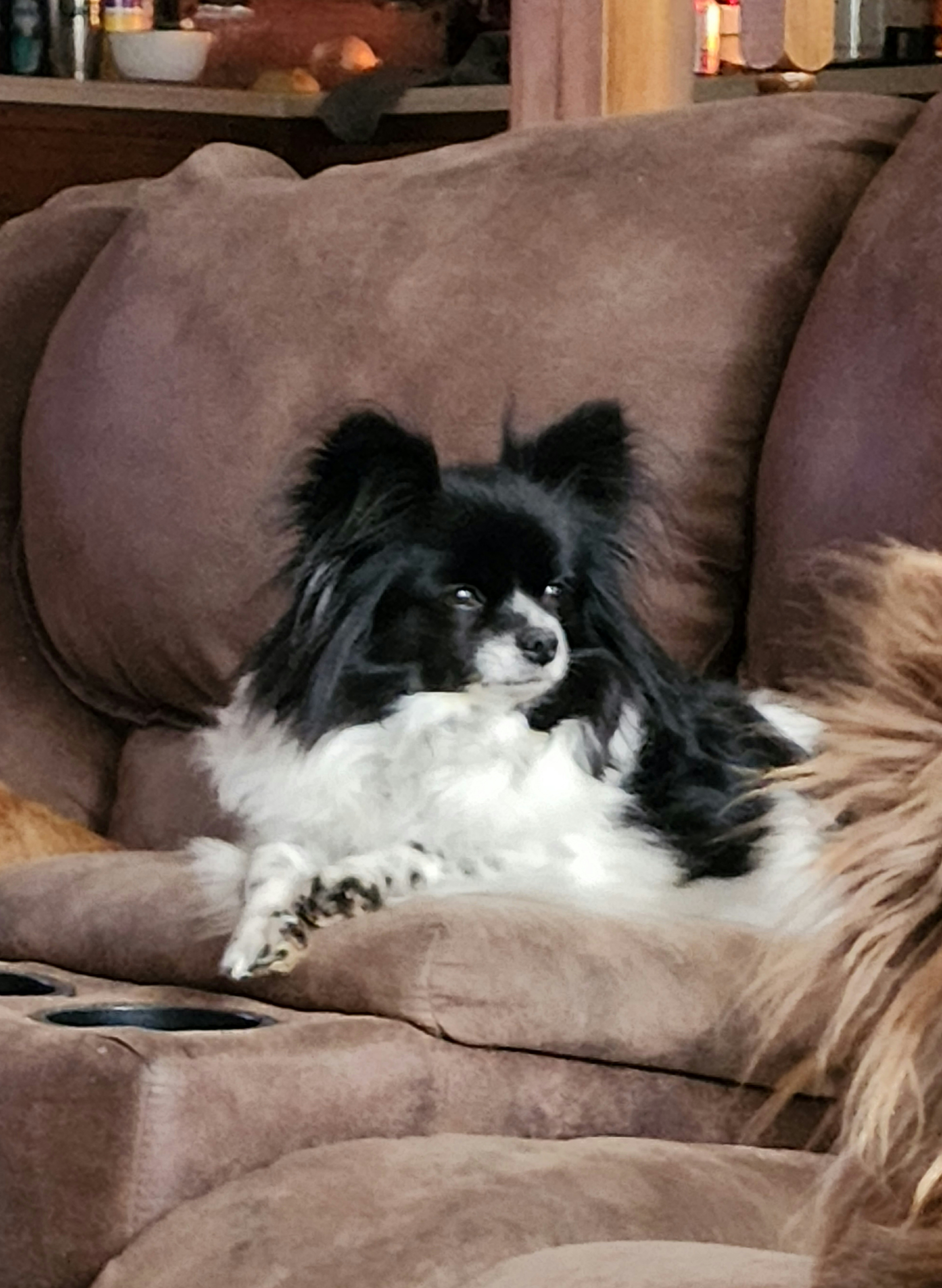 Pomeranians from Junebugs Pomeranian