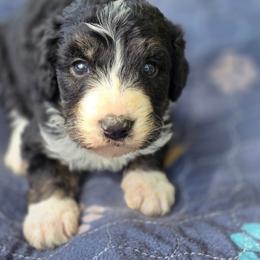 Cinnamon - Tri-color female Bernedoodle puppy in Shelton, Washington from NW Bernedoodles of Washington