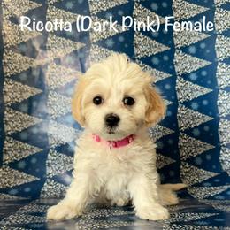 Ricotta - Cream female Shichon puppy in De Pere, Wisconsin from Kinzor Kennels