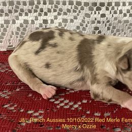 Girl 1 - Red merle Miniature Australian Shepherd puppy in Freeport, Texas from J&L Ranch Aussies