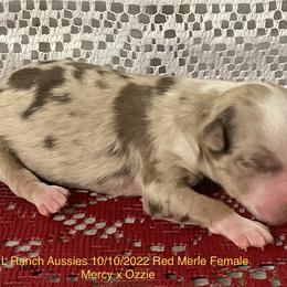 Girl 1 - Red merle Miniature Australian Shepherd puppy in Freeport, Texas from J&L Ranch Aussies