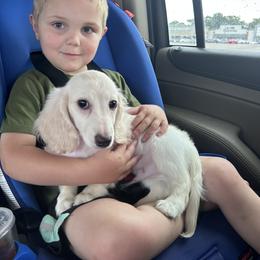 Dachshund and Miniature Schnauzer All Grown Up from Hangin’ H Kennels, LLC