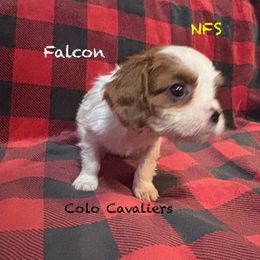 Falcon - Blenheim male Cavalier King Charles Spaniel puppy in Leonard, Michigan from CoLo Cavaliers