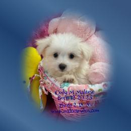 Cody Cowboy - White male Maltese puppy in Silverhill, Alabama from Malteseuluv’s Tiny Treasurers
