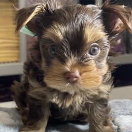 Yorkshire Terriers from Waggin Buddies Litter