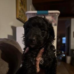 Dolly - Black and white female Aussiedoodle puppy in Four Oaks, North Carolina from RoseWest Farms