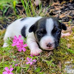 Moose - Tri-color male Russell Terrier puppy in Sandown, New Hampshire from Patch Wood Irish Jacks