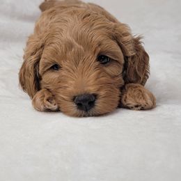 Goldendoodle Puppies from Lake Village Doodles