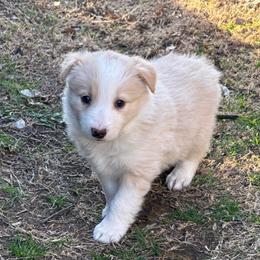 Cheesecake - White and gold female Border Collie puppy in Mckinney, Texas from Border Collies of Ruidoso