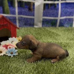 Red Smooth Male - Red male Dachshund puppy in Killeen, Texas from Southern Dachshunds