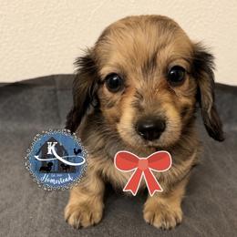 Nick - Cream male Dachshund puppy in Clearlake Oaks, California from K’s Homestead