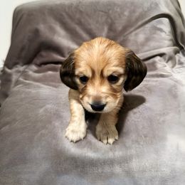 Dachshund Puppies from Lake Forest Cream Dachshunds