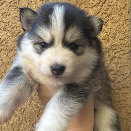 Sweetie - Black and white female Pomsky puppy in La Verne, California from Red Cedar Pomskies