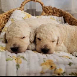 Goldendoodle and Poodle Puppies from C.P. Puppy Buddies