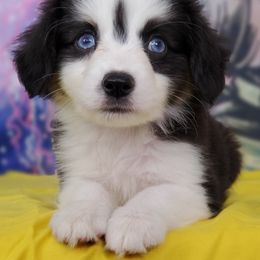 Miniature Australian Shepherds and Toy Australian Shepherds from iHeart Mini Aussies