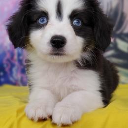 Miniature Australian Shepherds and Toy Australian Shepherds from iHeart Mini Aussies