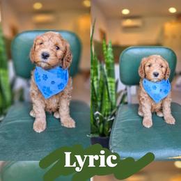 Lyric - Red male Bernedoodle puppy in Wagener, South Carolina from Noble Friend Breeders LLC