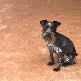 Atlas - Miniature Schnauzer