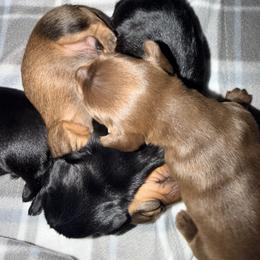 Dachshund Puppies from Jedi Weiner Ranch