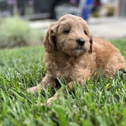 Girl 1 - Cream Goldendoodle puppy in Rancho Cucamonga, California from Rylaarsdam Doodles