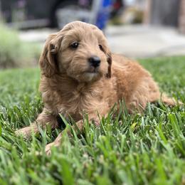 Girl 1 - Cream Goldendoodle puppy in Rancho Cucamonga, California from Rylaarsdam Doodles