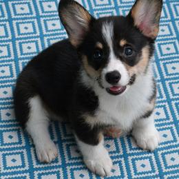 Piglet - 100 Acre Woods - Black and white male American Corgi puppy in Lithia, Florida from Diamondcrest Inc