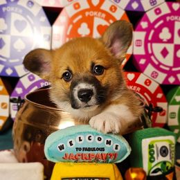 Ace- full-length tail - Red male Pembroke Welsh Corgi puppy in Deming, New Mexico from Dragon Ridge Corgis