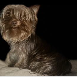 Bindi - Yorkshire Terrier