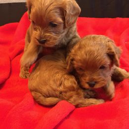 Cavapoo Puppies from Peach's Pittsburgh Cavapoos