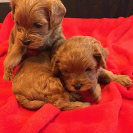 Cavapoo Puppies from Peach's Pittsburgh Cavapoos