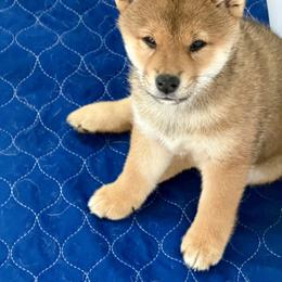 Ahsoka - Red female Shiba Inu puppy in Greer, South Carolina from Crescent Moon Shibas