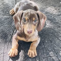 Chandler - Dapple male Dachshund puppy in Industry, Illinois from KDKs Kennels