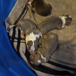 Chocolate Male - Red male Boston Terrier puppy in Mc Donough, Georgia from Ballard Boston Terriers