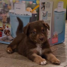 Gunnison - Red tri-color male Australian Shepherd puppy in Solon, Maine from Mountain Range Australian Shepherds
