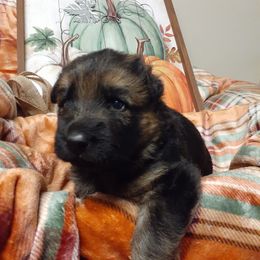 German Shepherd Puppies from Sarah Dickens