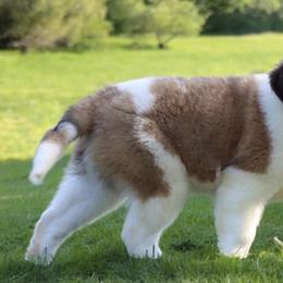 Saint Bernards from Horseshoe Drive Kennel