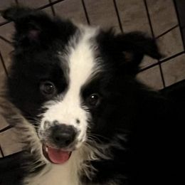 Australian Shepherds from C & R Aussies