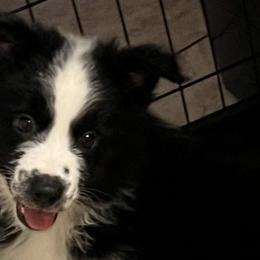 Australian Shepherds from C & R Aussies
