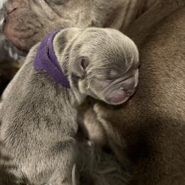 French Bulldog Puppies from Michelle’s Frenchies