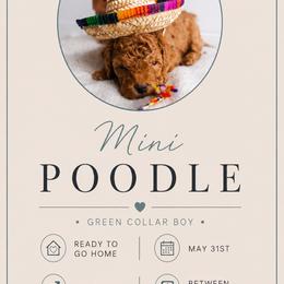 Green - Red  male Poodle puppy in Las Vegas, Nevada from Vegas Toy Poodles