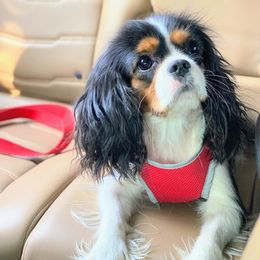 Bailey - Cavalier King Charles Spaniel