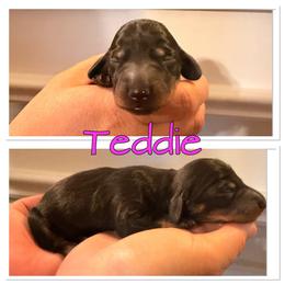 Teddie - Black and tan female Dachshund puppy in Aragon, Georgia from Daschunds Unlimited