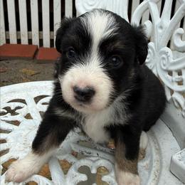 Mary - Black tri female Toy Australian Shepherd puppy in Fort White, Florida from Triple-s-kennel