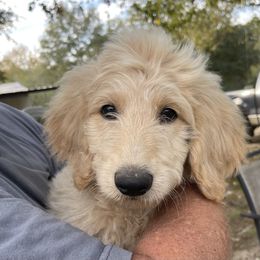 Grey - Apricot male Goldendoodle puppy in Deville, Louisiana from Milley’s Poodles and Doodles